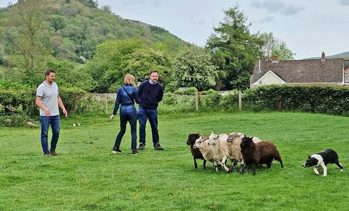 enjoy an interactive sheep herding demo